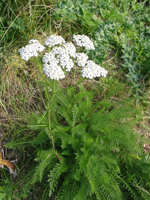 yarrow 300